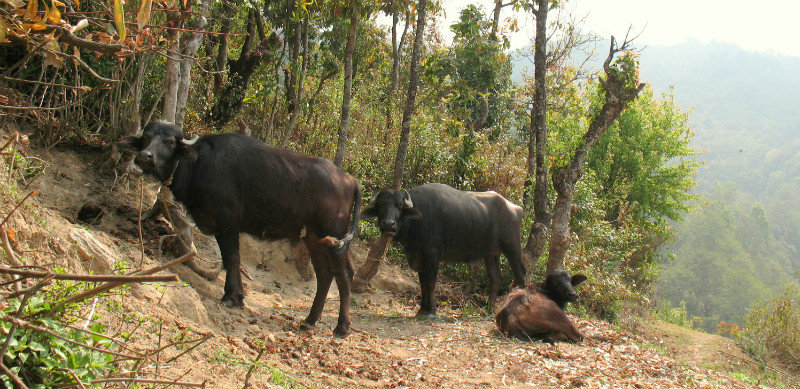 Buffles à Sundarijal 