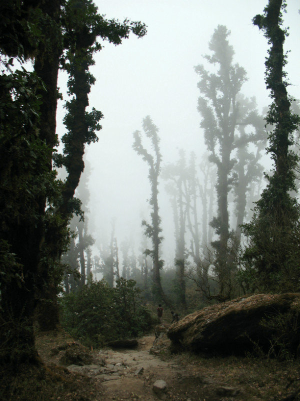 Forêt brumeuse vers Tharepati