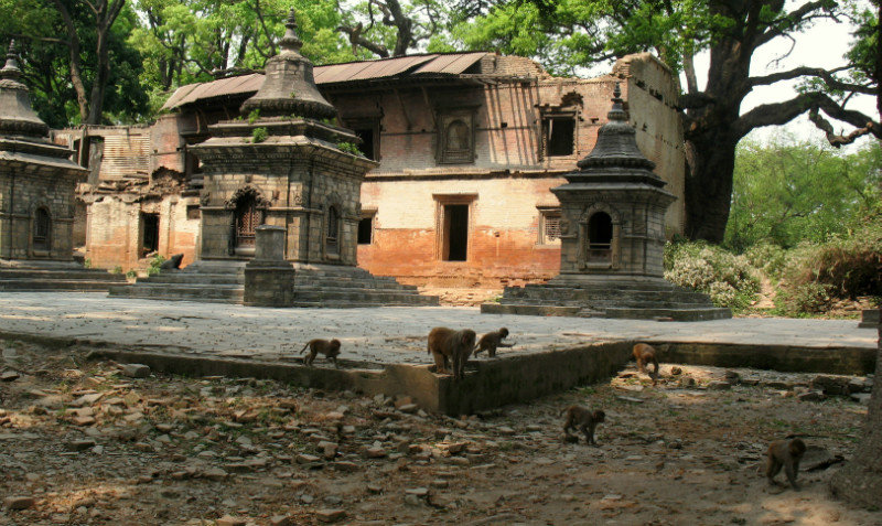 monkeys in Pashupatinath