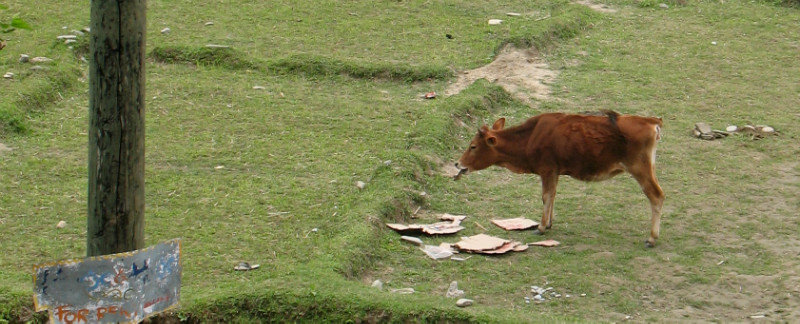 La vache qui mangeait du carton