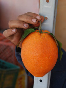 Grosse orange à 12 cennes
