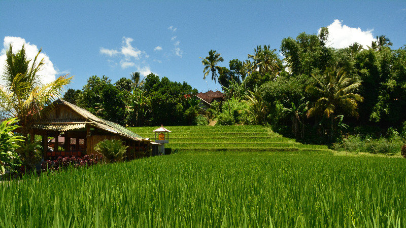 Rice terrasse