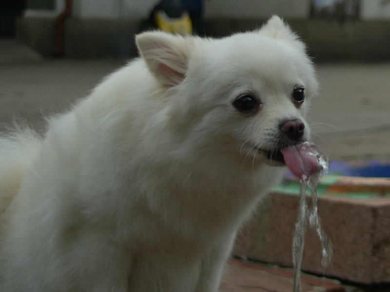 Le petit chien qui boit a la fontaine