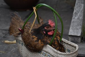 Le poulet dans le panier