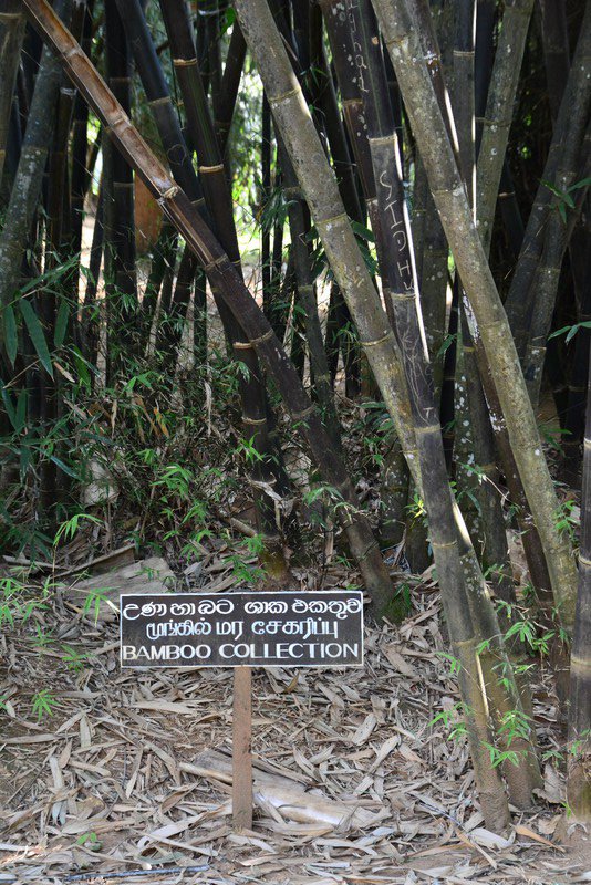 Collection de bambous