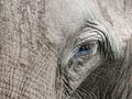 L'oeil de l'éléphant