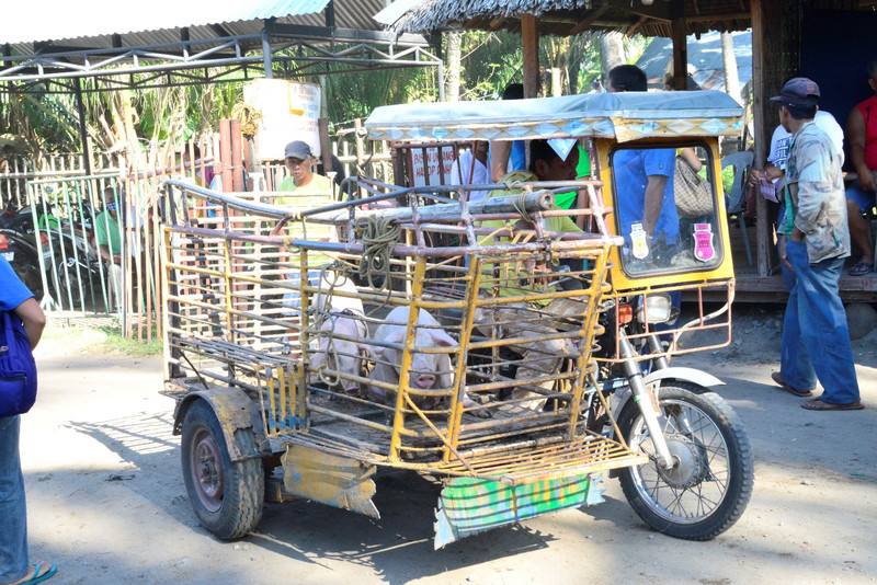 Transport de porc