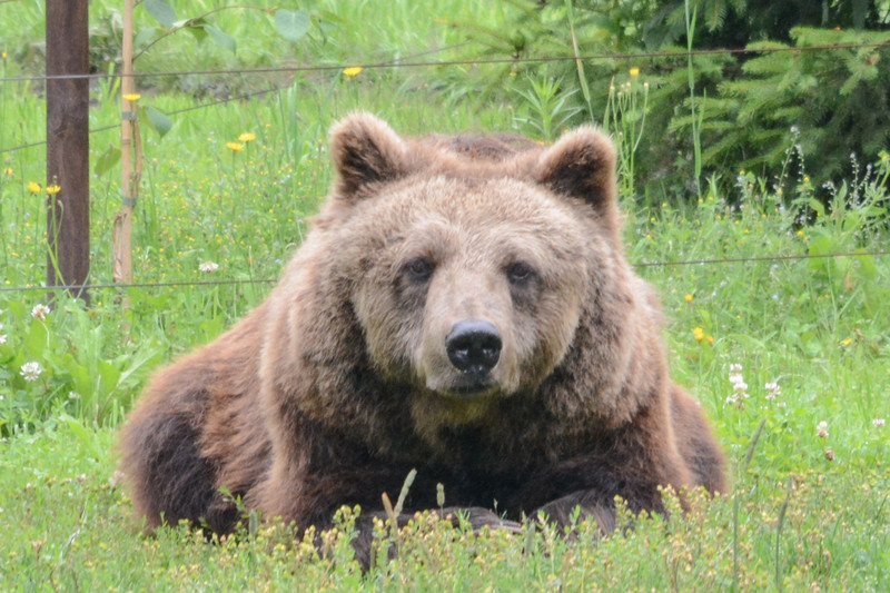 Bear in Poland