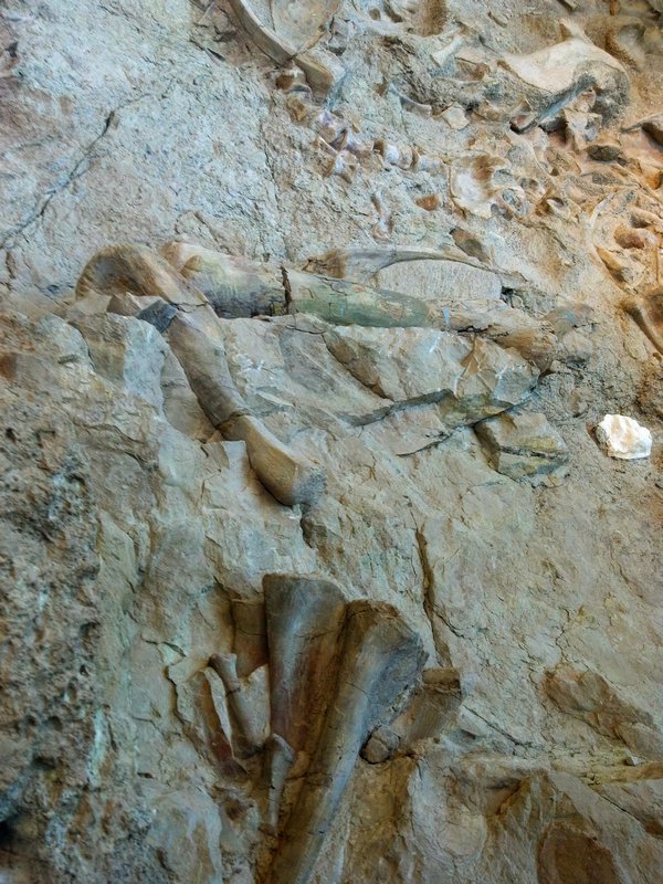 Dinosaur National Monument Quarry
