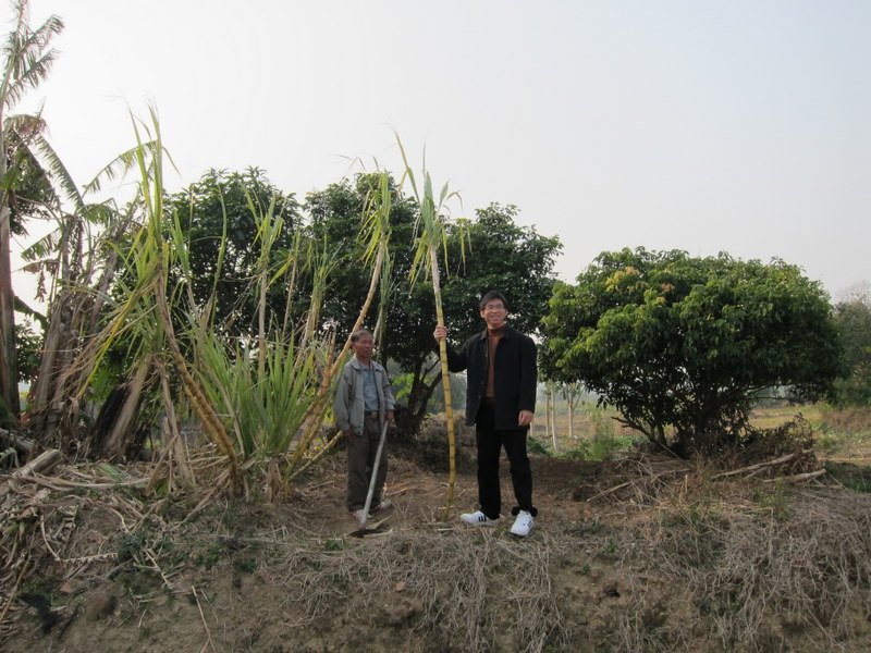 James and uncle and sugarcane