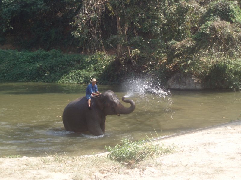 Elephant conservation 