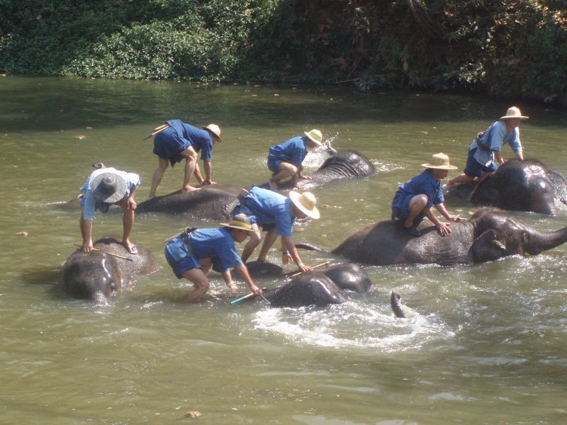 Elephant conservation 