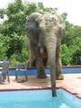 Elephant Drinking From Pool