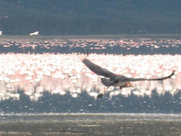 Marabou Stork in Flight