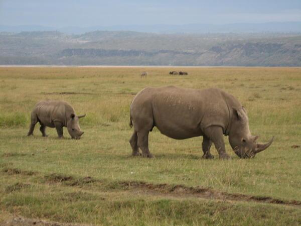 White Rhinos at Lake Nakuru