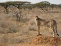 Cheetah at Samburu