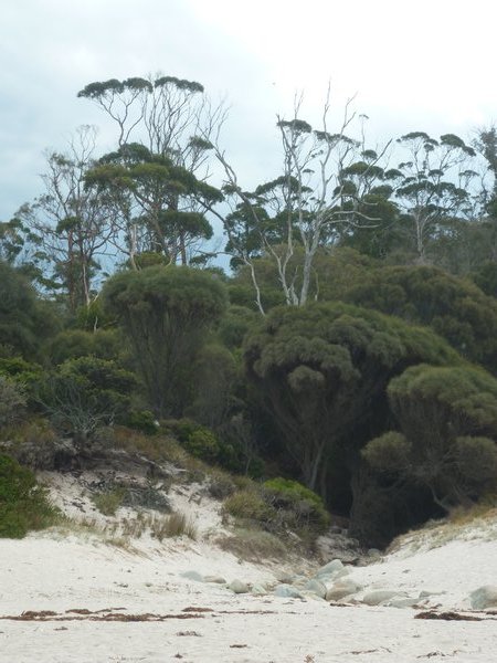 trees and beach Wineglass Bay