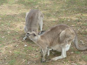mother kangaroo carrying baby