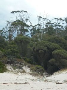 trees and beach Wineglass Bay
