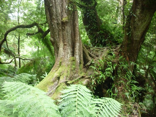 big tree Maint Rest rainforest