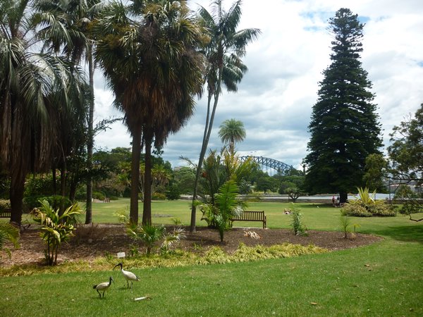 Botanical Gardens and Sydney Harbour Bridge