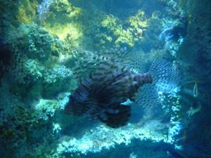 Lionfish Sydney aquarium