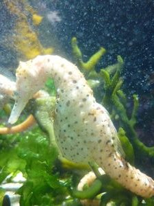 seahorse Sydney Aquarium