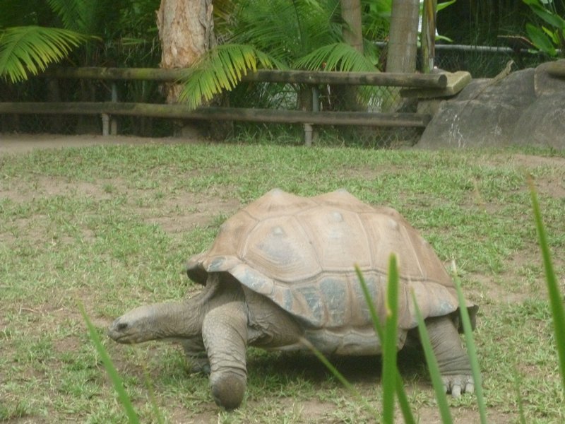 tortoise Australia Zoo