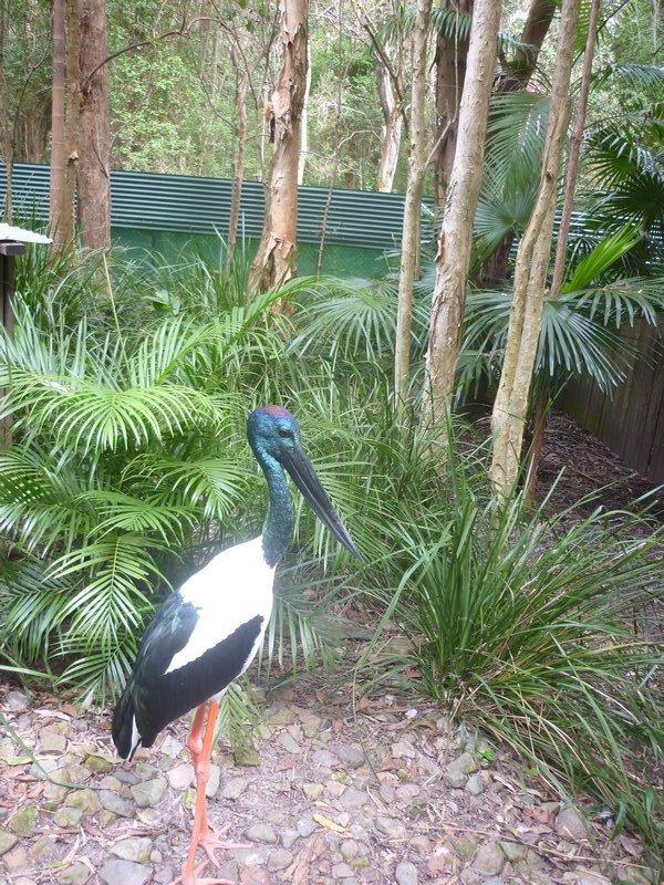 wetlands bird Australia Zoo