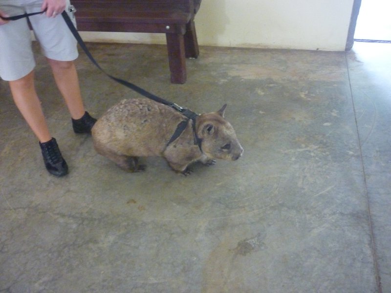 wombat on leash in Australia Zoo