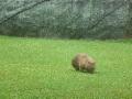 common wombat Australia Zoo