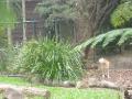 dingo Australia Zoo