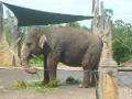 elephant Australia Zoo