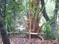 kookaburra Australia Zoo