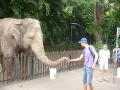 me feeding an elephant in Australia Zoo