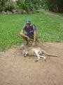 me petting a kangaroo in Australia Zoo