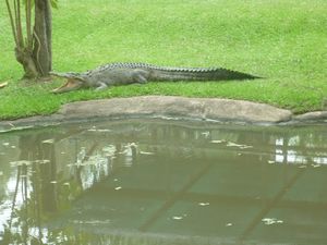 saltwater crocodile Australia Zoo