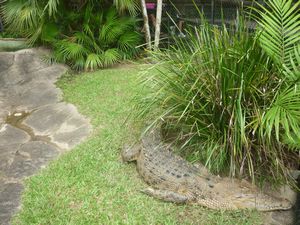 saltwater crocodile in Australia Zoo