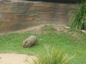 southern hairy-nosed wombat