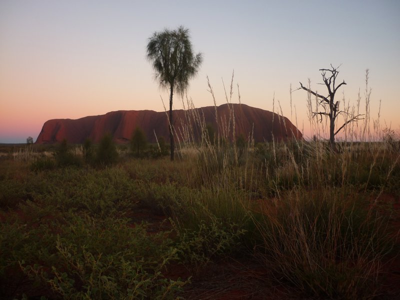 trees in front of Uluru