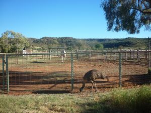 emu at Camel Farm in the Outback