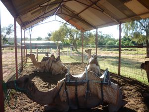 Outback Camel Farm