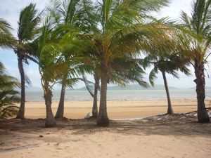 palm trees at Westpoint Magnetic Island