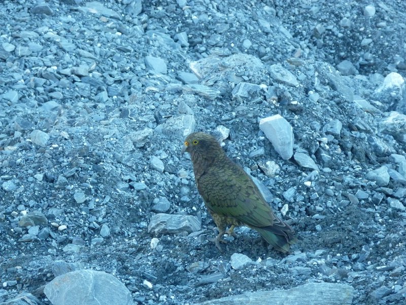 bird at Franz Josef Glacier