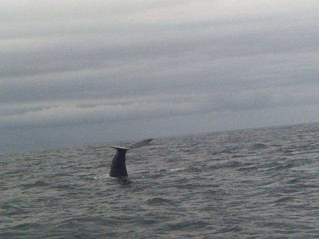whale tale Kaikoura