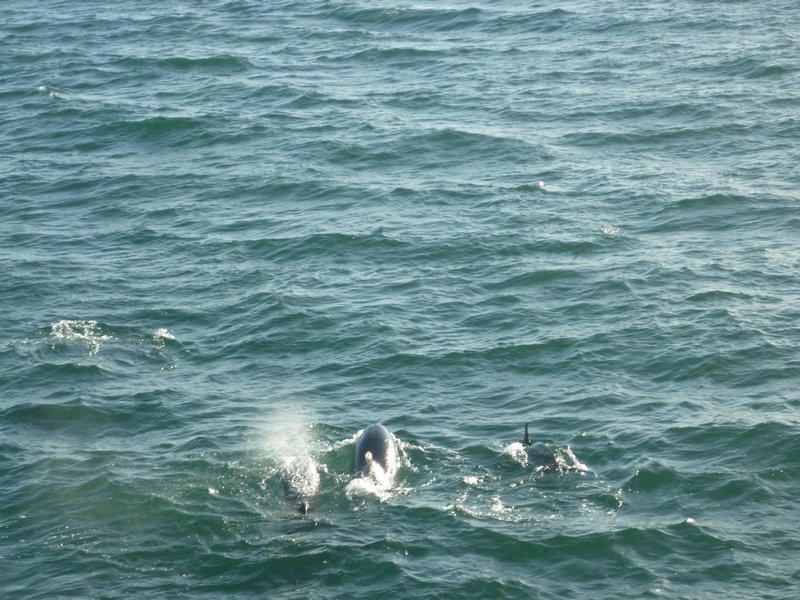 bottlenose dolphins Bay of Islands