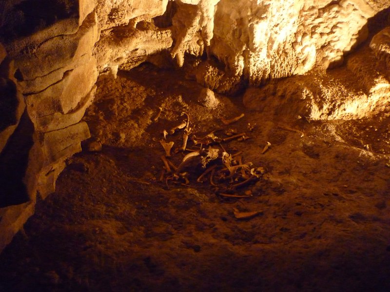 death animal Waitomo Caves