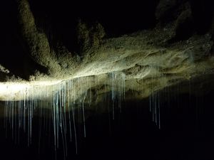 glowworms at Waitomo Caves