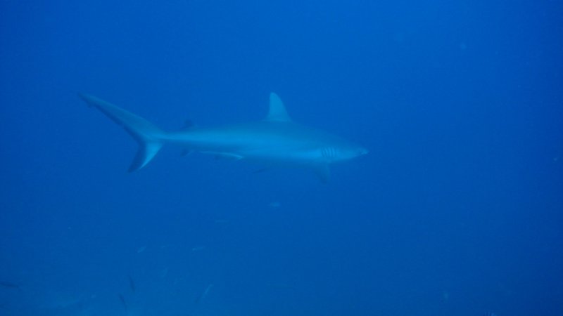 grey reef shark sharkdive Fiji