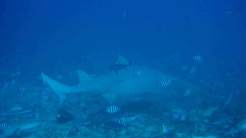 lemon shark Fiji